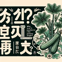 家庭菜園でズッキーニ 大きくならないのはなぜ？