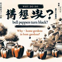 家庭菜園でピーマンが黒くなるのはなぜ？