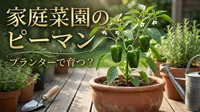 家庭菜園のピーマンはプランターで育つ？