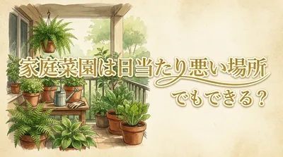 家庭菜園は日当たり悪い場所でもできる？