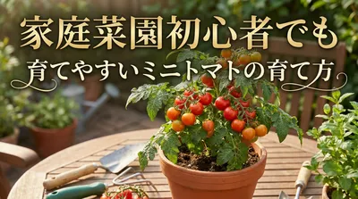 家庭菜園初心者でも育てやすいミニトマトの育て方