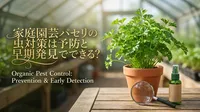家庭園芸パセリの虫対策は予防と早期発見でできる？