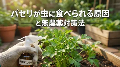 パセリが虫に食べられる原因と無農薬対策法