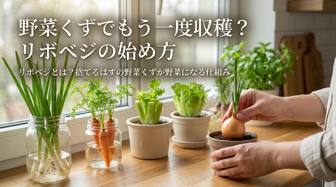 リボベジとは?捨てるはずの野菜くずが野菜になる仕組み
