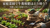 家庭菜園で牛糞堆肥はどう使う？失敗しない分量とタイミングのコツ